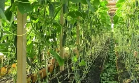 возделывание огурцов