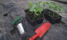 выращивание огурцов Бабушкин внучок