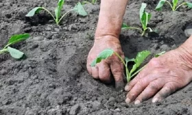 высадка рассады капусты