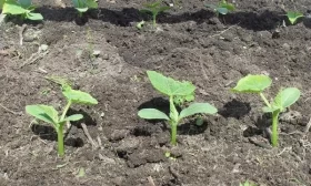 высадка рассады в грунт