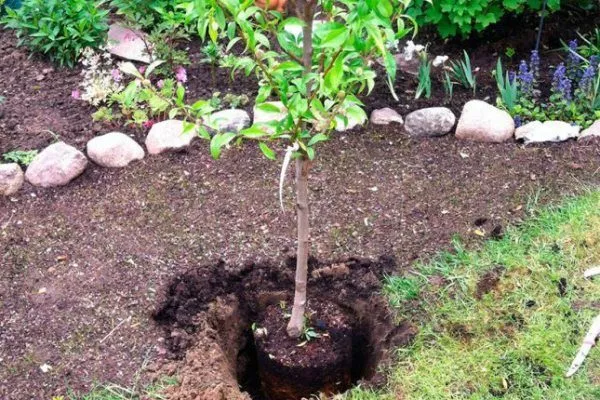 Посадка Вулкан