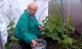 выращивание огурцов в теплице