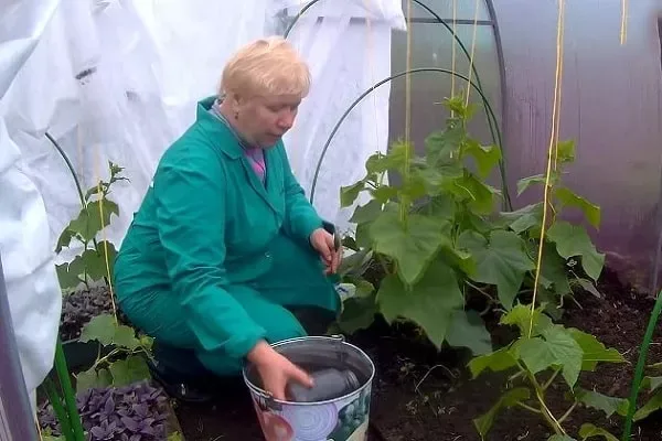 уход за луком