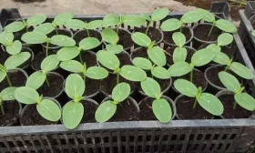 рассада огурцов