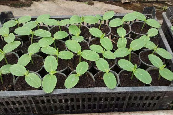 рассада огурцов