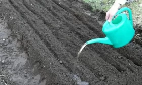 участок под посадку огурцов