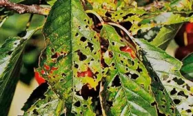 болезни персика