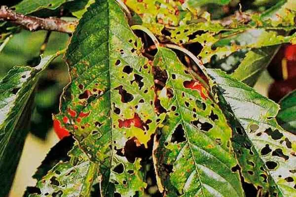 болезни персика