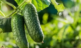 продуктивность сорта