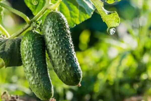 продуктивность сорта