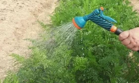 полив моркови