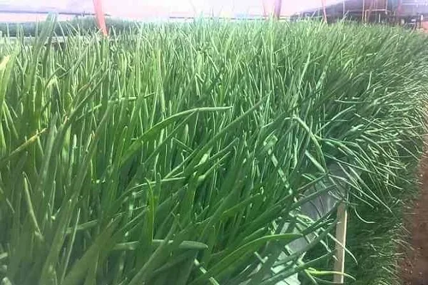 выращивание лука