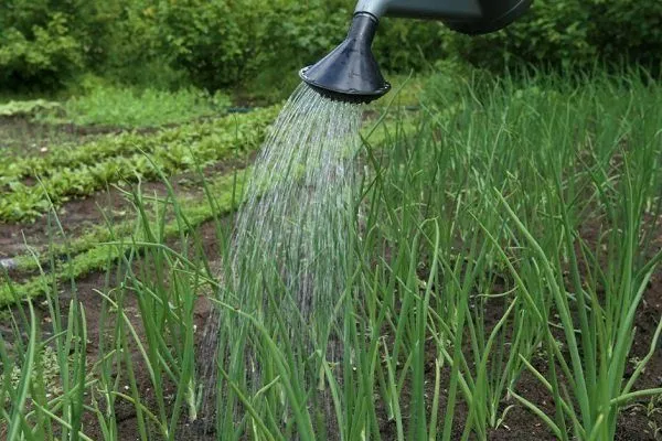 уход за луком