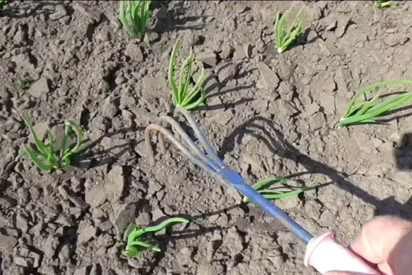 уход за луком