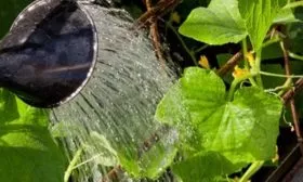 полив Календаря