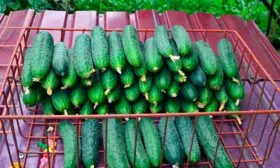 Сбор и хранение