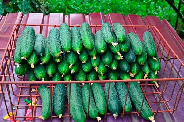 Сбор и хранение