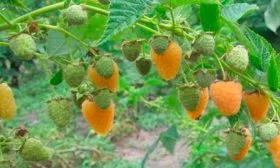 Происхождение сорта