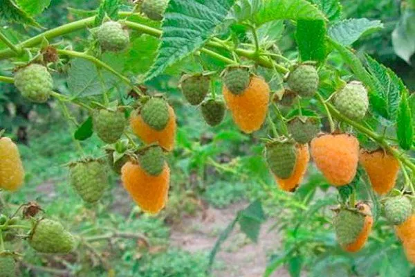 Происхождение сорта