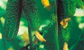 Характеристика внешнего вида растения и зеленцов