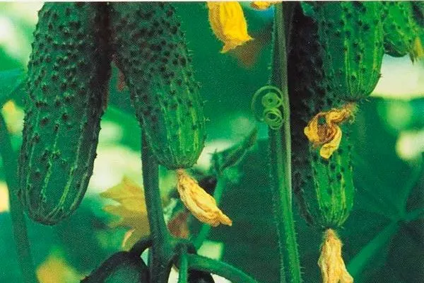 Характеристика внешнего вида растения и зеленцов