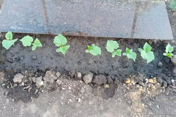 Всходы огурцов
