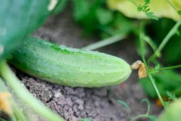 Парижский корнишон