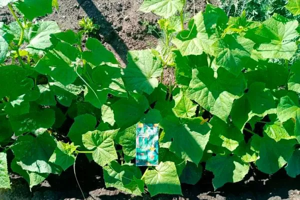 Характерные черты внешнего вида растения и плодов