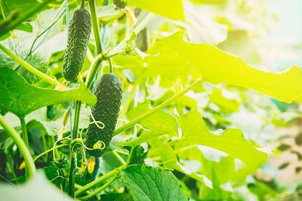 Огурец Артист: немецкий гибрид для теплиц