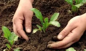 выращивание свеклы