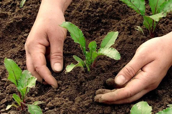 выращивание свеклы