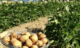 выращивание репы Бабка