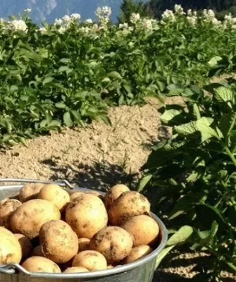 выращивание репы Бабка