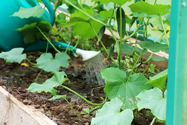 уход за салатом