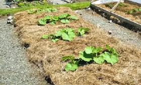 посев семян