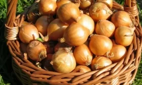 сбор редиски