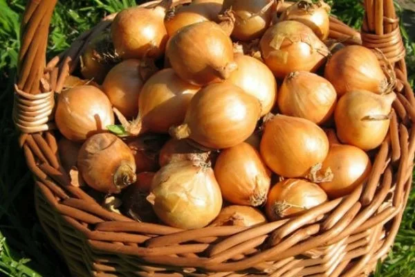 сбор редиски