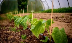 полив огурцов