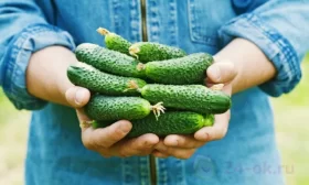 сбор урожая