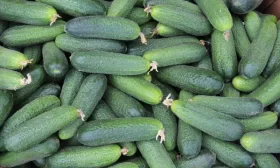 высадка рассады огурцов