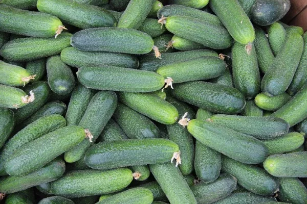 высадка рассады огурцов