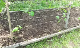 салат из огурцов