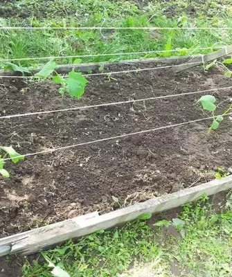 выращивание огурцов