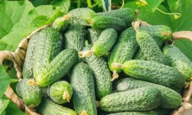 рассада огурцов Ласточка