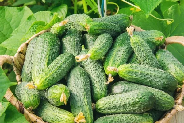 уход за огурцами