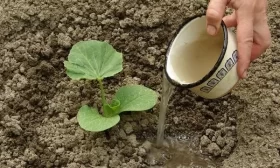 подкормка огурцов