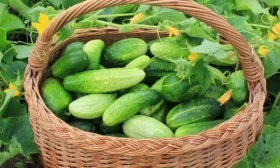 урожайность сорта Малышок