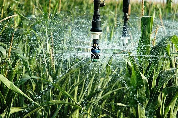 полив кукурузы