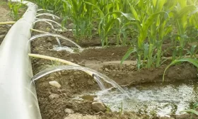 посадка огурцов в грунт