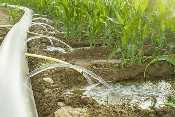 полив кукурузы